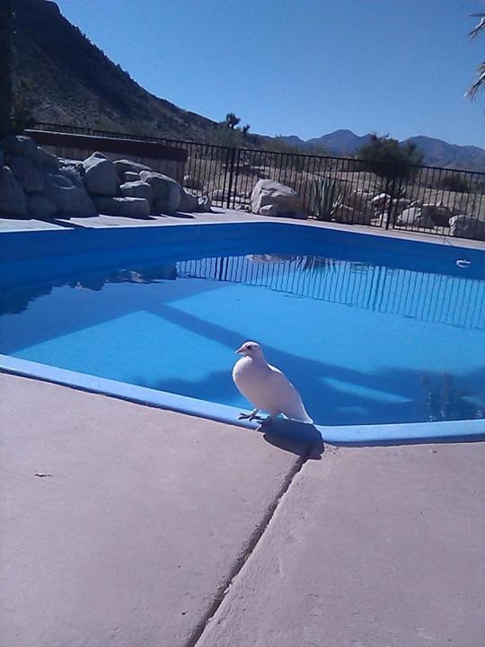Starlight Boutique Hotel Pioneertown ภายนอก รูปภาพ